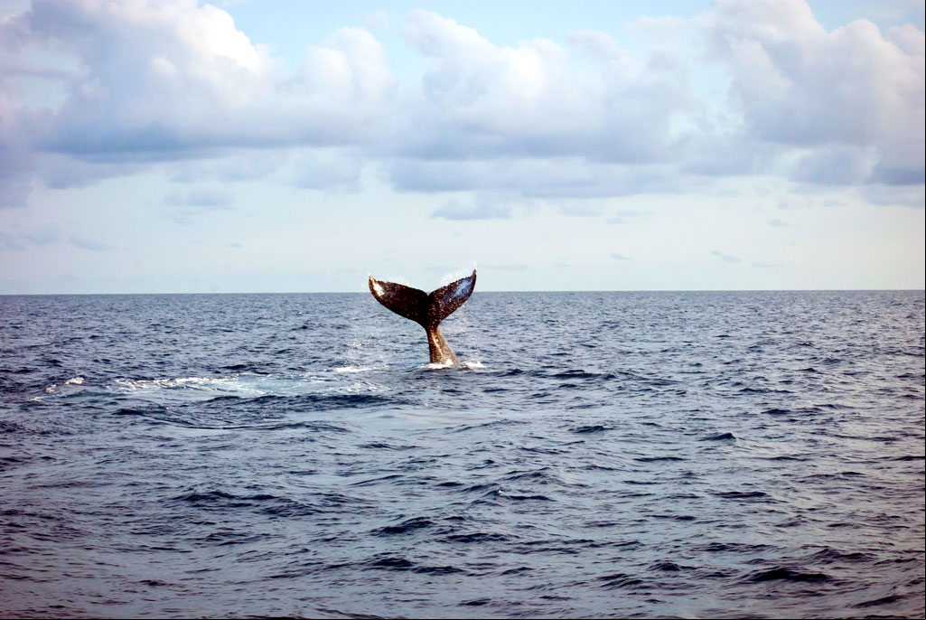litoral-bahia-abrolhos